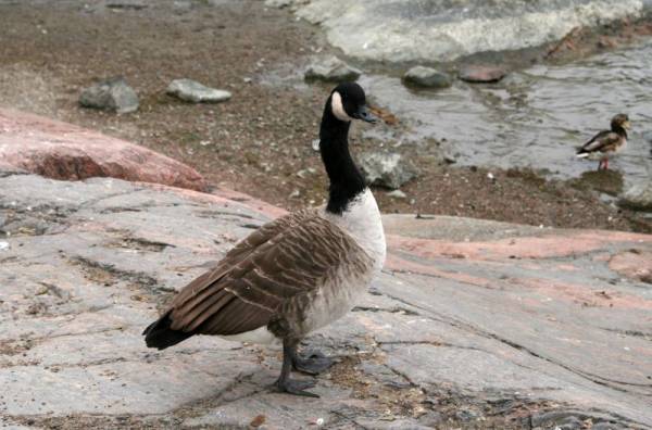 ����-����� ��� �������� �����, ���������