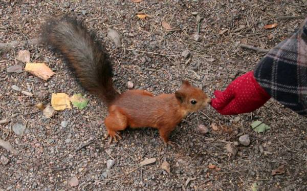 ����-����� ��� �������� �����, ���������