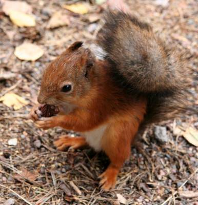 ����-����� ��� �������� �����, ���������