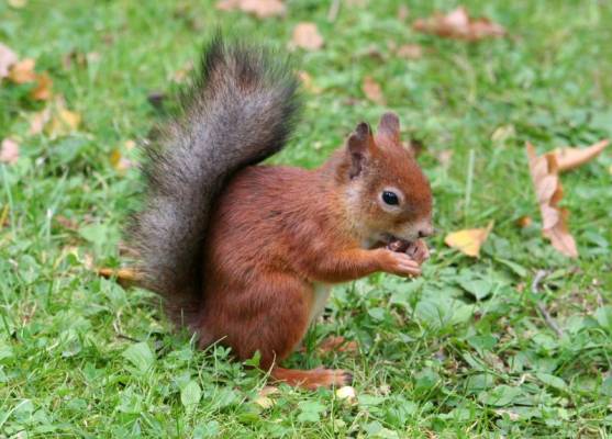 ����-����� ��� �������� �����, ���������