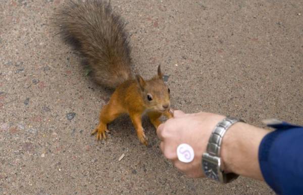 ����-����� ��� �������� �����, ���������