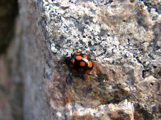 ����� ��� �������