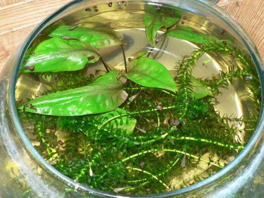 ��������-2