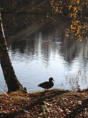 � ����� ������������ ������