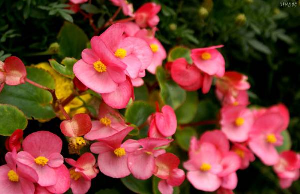 ����� ��� ������