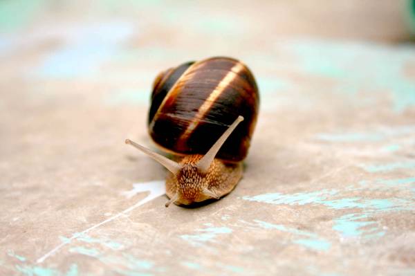 ������ ����������