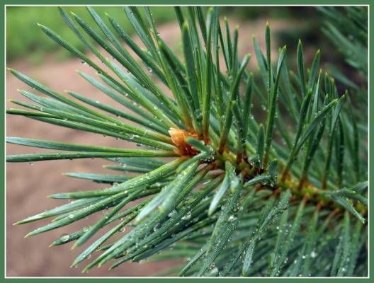 ����� �����