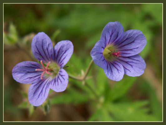 ���� �����