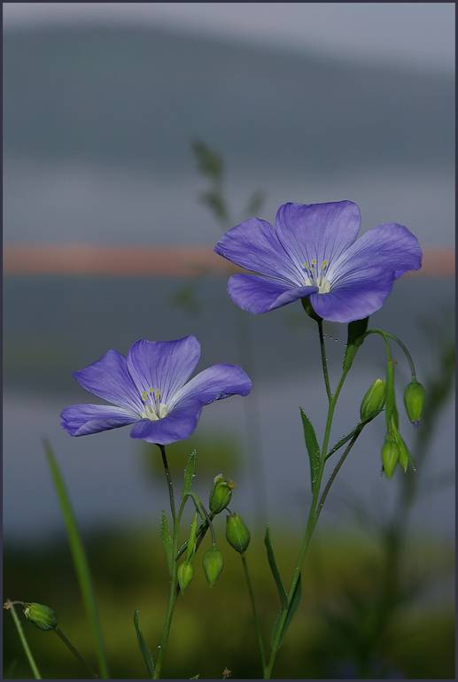 ����� �� ������