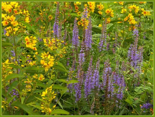 ����������� ������