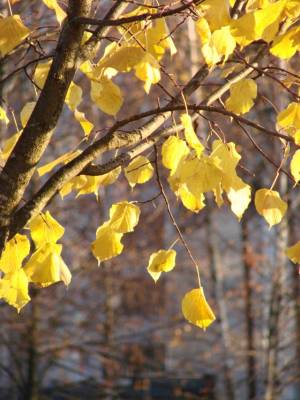 ������ �����