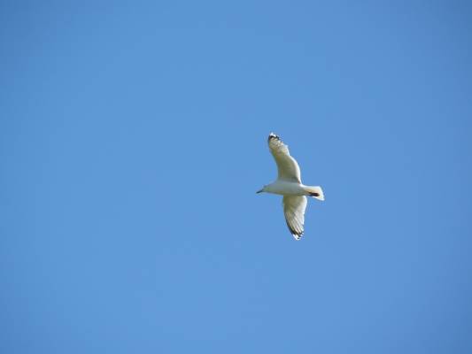 Seagull