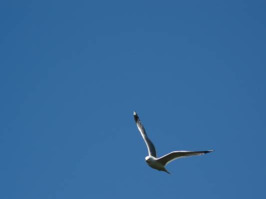Seagull #2