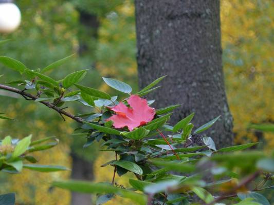 ������� � �������