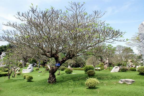 ����� ������