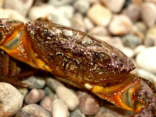 ����� ����� �����