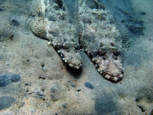 ����������� ����