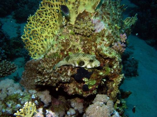 ������� ������� � �������