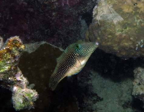 ����������� �� ��������