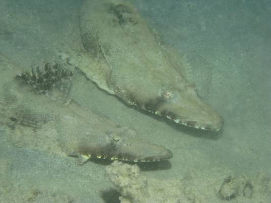 ������ �������