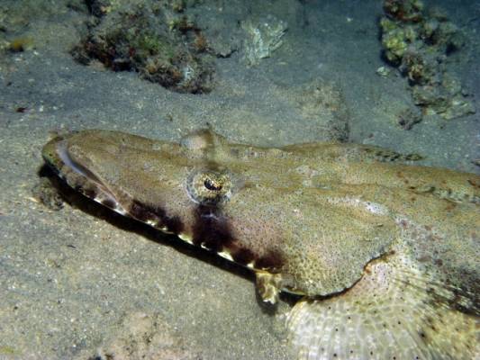 ������������� �����