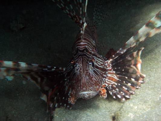 ���� 18-�� ����?