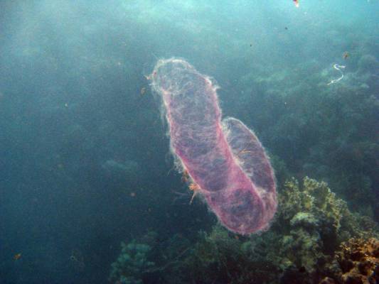 ����������� ��� ������������ �����