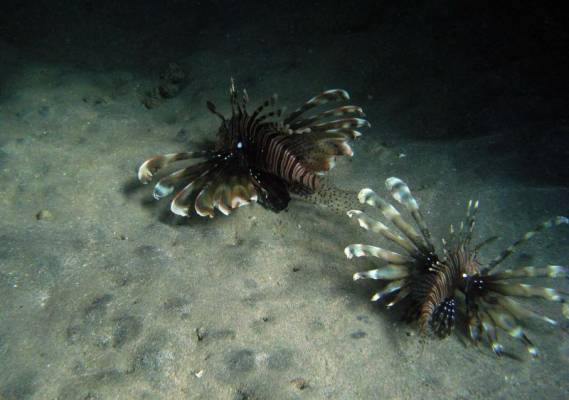 ��������� ���