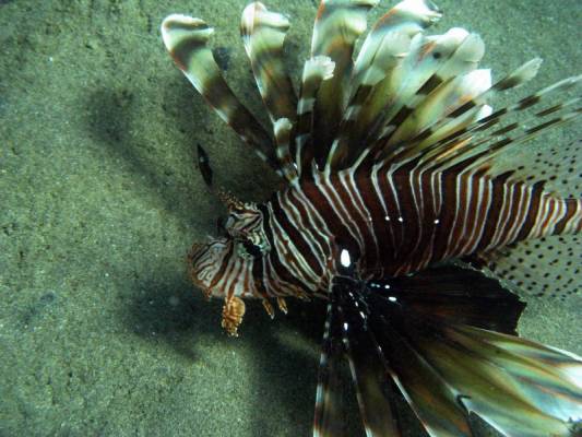 ��� ����� ��������!