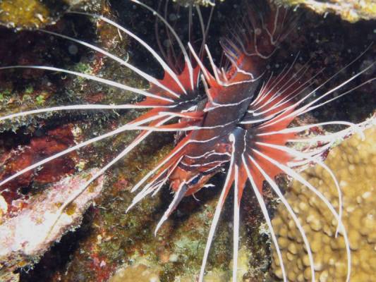 ����� �������� ��������