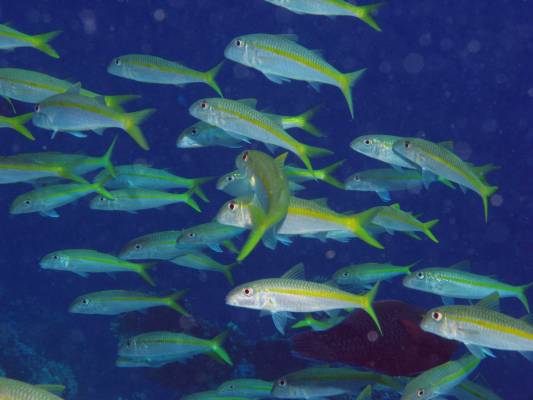 ��������� ���������������� ��������