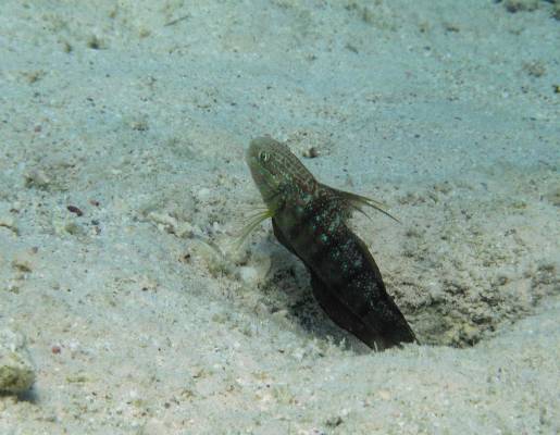 �����-��������� (?)