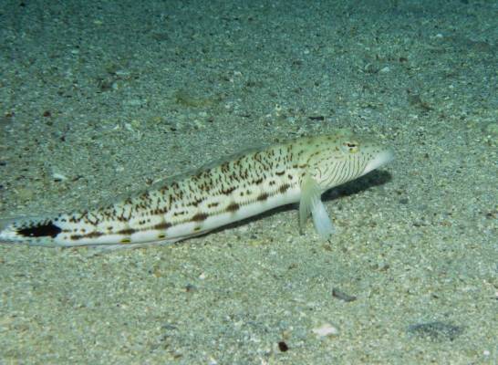 ��������� �������� � �������� ������