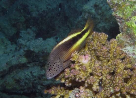 ������� �������� �� �����