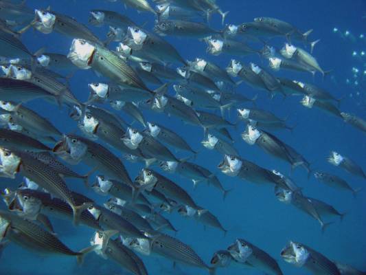 ������� ��������