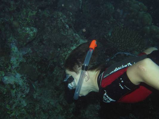 ���� ���������