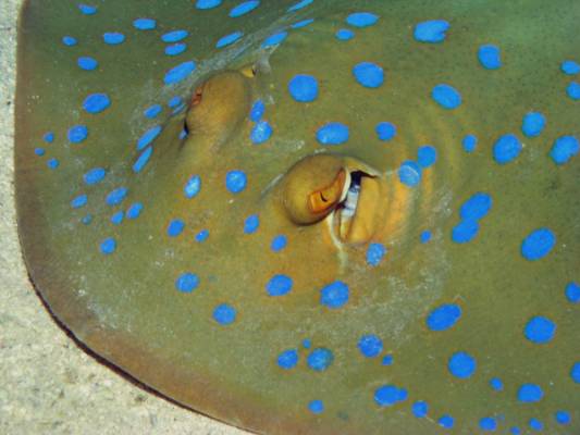 ������� �����, �������� ����������!