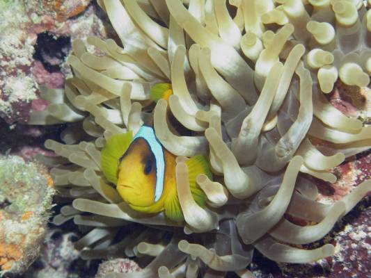 ��� ��� -- ��� ��������!