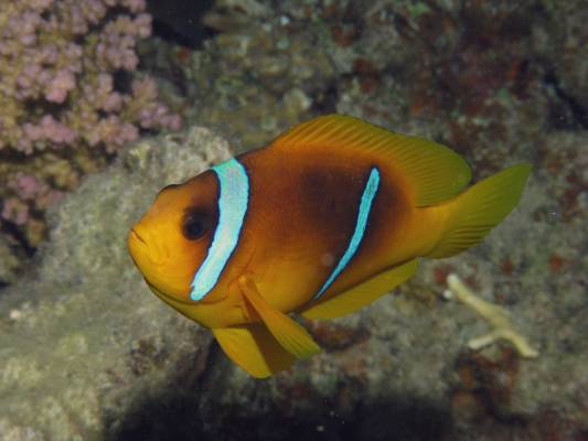 �������� ���������