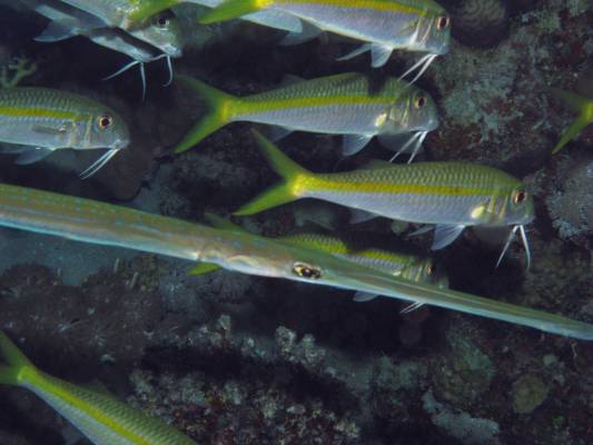 ���������� � �������