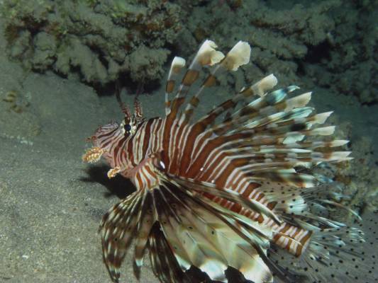 ��������-�����