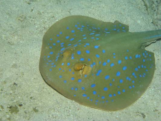 ������� ������� -- ����-���������