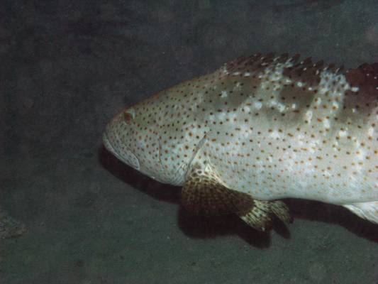 ������� ������ �������