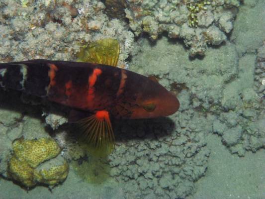 ������������ ������ (�����)