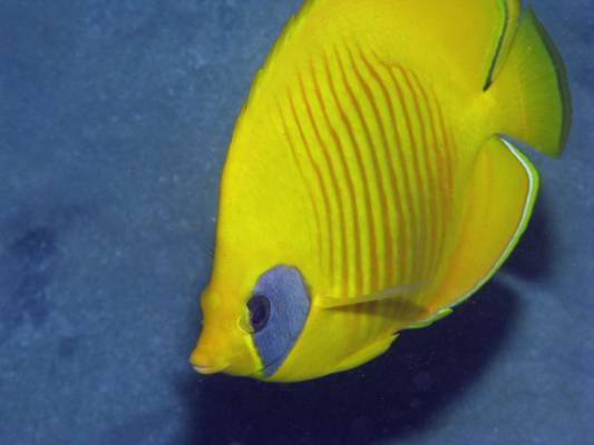 ������������� ����-�������