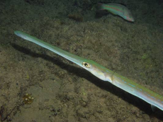 ����-������