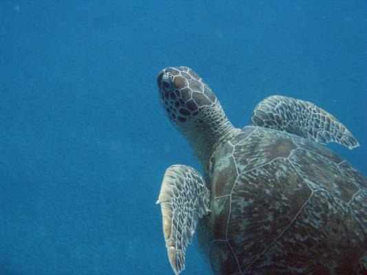 � �������, �������� ���������...