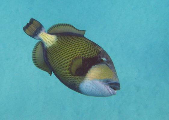 ��������� �������� ��������� ����