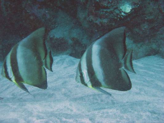 ������� �������� ����� ��� ��� ����!