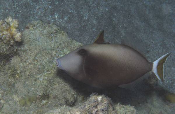 ����������� ��������� -- ��� ���� ��������